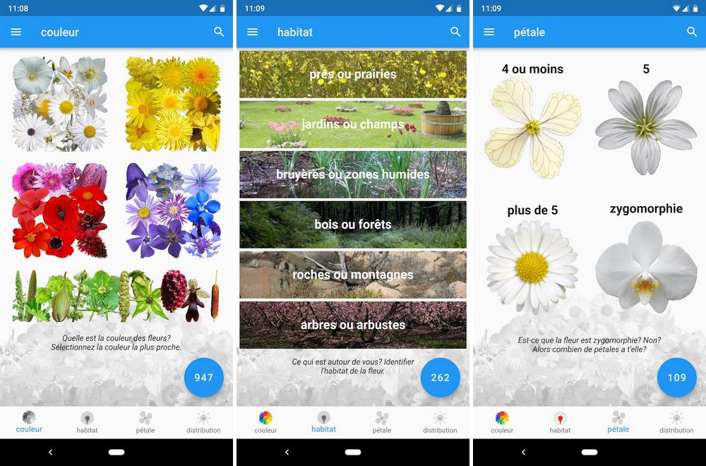 Quelle est cette fleur