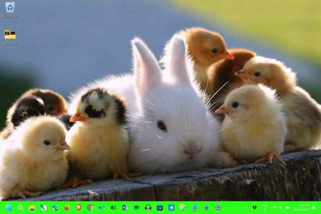 Chicks and Bunnies