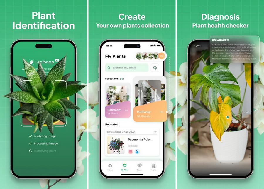 LeafSnap